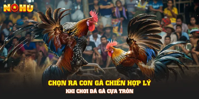 Đá Gà Cựa Tròn